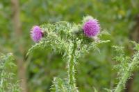 Carduus crispus
