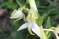 Platanthera chlorantha
