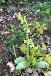 Platanthera chlorantha