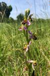 Ophrys apifera