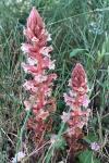 Orobanche hederae