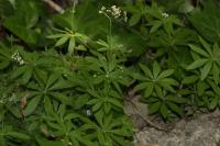 Galium odoratum