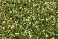 Trifolium ochroleucon