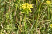 Euphorbia flavicoma