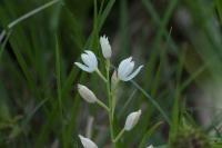 Cephalanthera longifolia