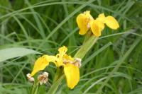 Iris pseudacorus