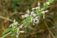 Stachys recta