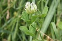 Trifolium michelianum