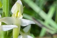 Platanthera bifolia