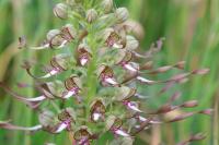 Himantoglossum hircinum
