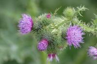 Carduus crispus