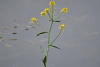 Rorippa amphibia