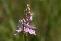 Dactylorhiza maculata