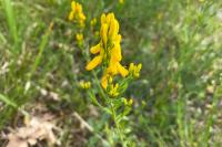 Genista tinctoria