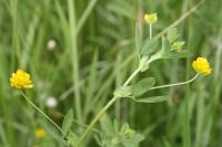 Trifolium patens