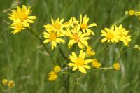 Jacobaea aquatica