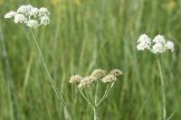 Oenanthe silaifolia