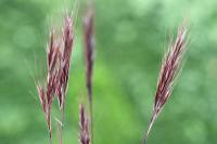 Anisantha madritensis