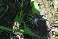 Sagittaria latifolia