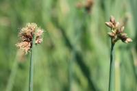 Schoenoplectus tabernaemontani