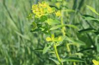 Euphorbia illirica