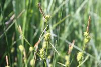 Carex lepidocarpa