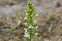 Platanthera chlorantha