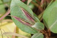 Anisantha sterilis