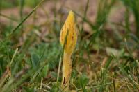 Orobanche amethystea