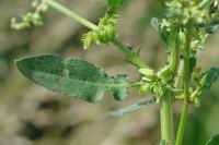 Rumex pulcher