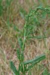 Rumex crispus
