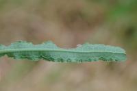 Rumex crispus