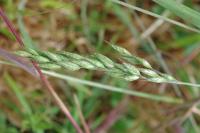 Bromus hordeaceus