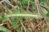 Hordeum murinum