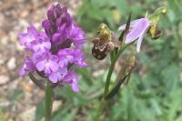 Anacamptis pyramidalis