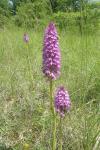 Anacamptis pyramidalis