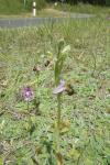Ophrys apifera