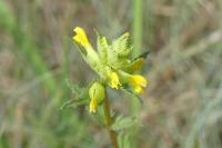 Rhinanthus minor