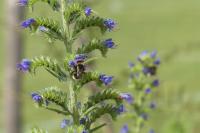 Echium vulgare