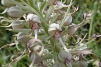 Himantoglossum hircinum