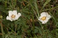 Rosa arvensis