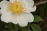 Rosa canina