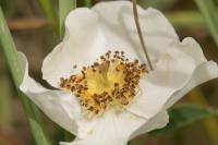 Rosa arvensis