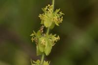 Cruciata laevipes