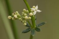 Galium album
