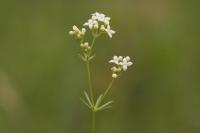 Galium pumilum