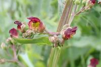 Scrophularia auriculata