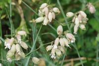 Silene vulgaris