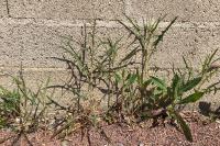 Lactuca saligna