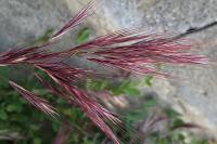 Anisantha madritensis